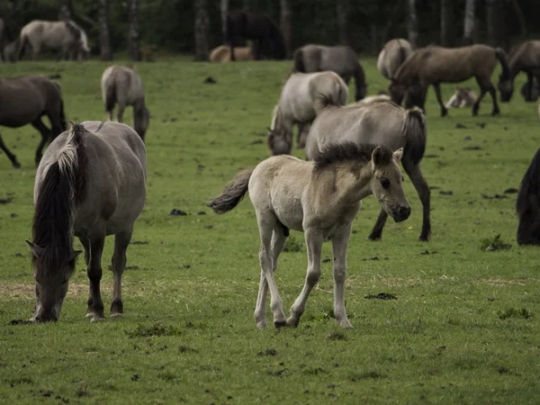 Caballos salvajes — Foto de Stock