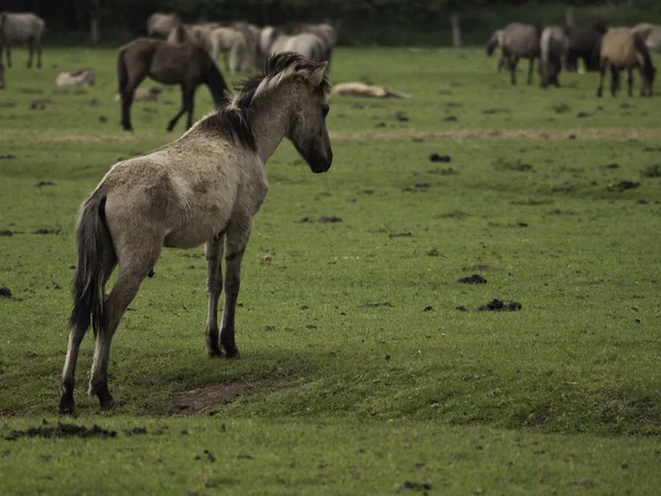 Cavalos selvagens — Fotografia de Stock