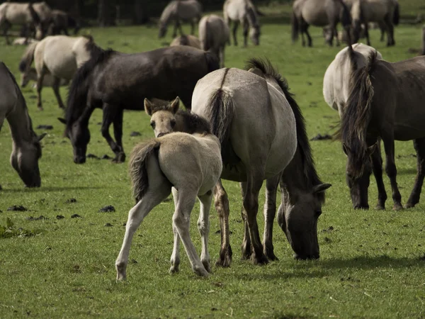 Cavalos selvagens — Fotografia de Stock