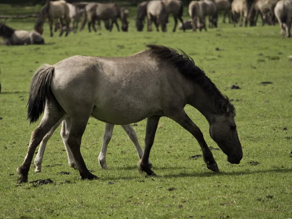 Wildpferde — Stockfoto