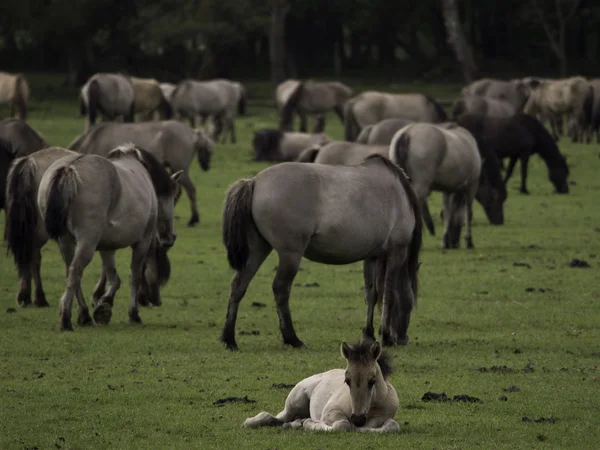 Wild horses — Stock Photo, Image