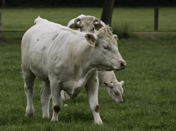 Cows — Stock Photo, Image