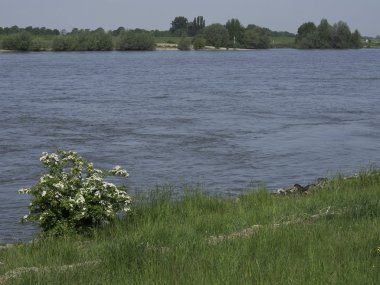 river rhine