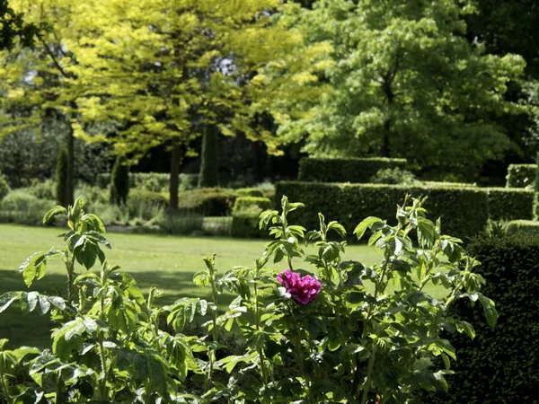 Garten — Stockfoto