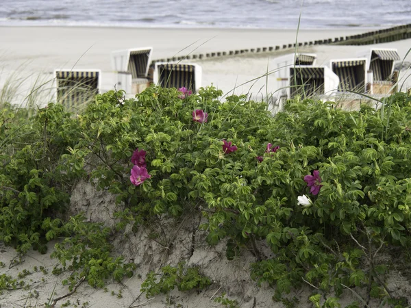 Insel Wangerooge — Stockfoto