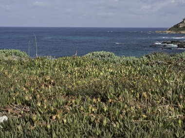 Corsica