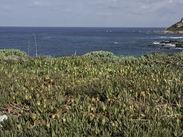 Korsyka — Zdjęcie stockowe