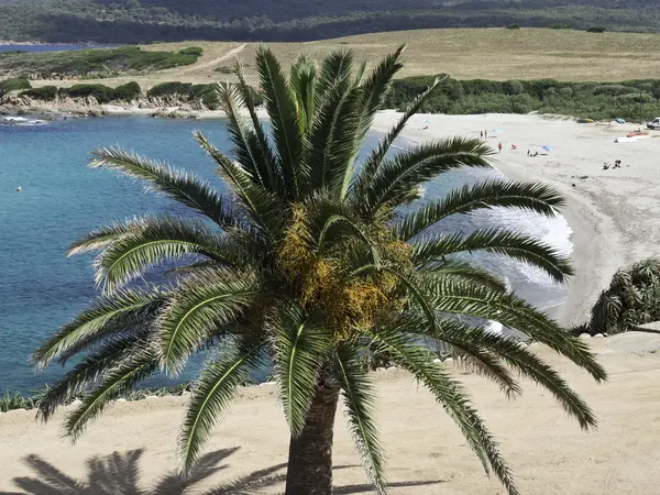 Korsika — Stok fotoğraf
