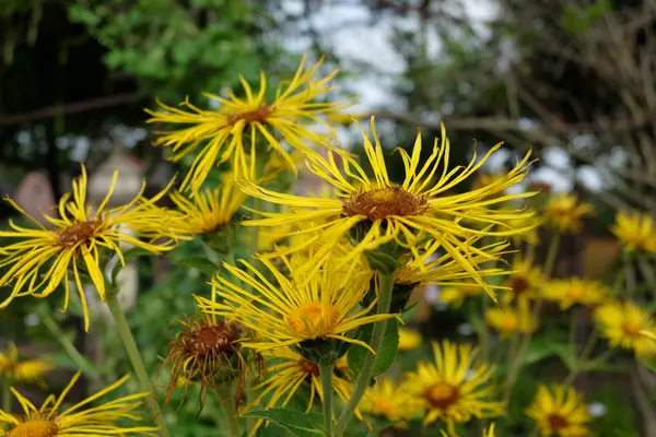 Garden — Stock Photo, Image