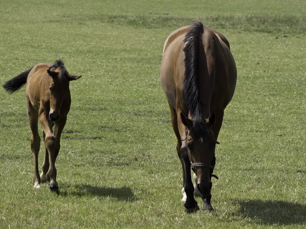 Paarden — Stockfoto