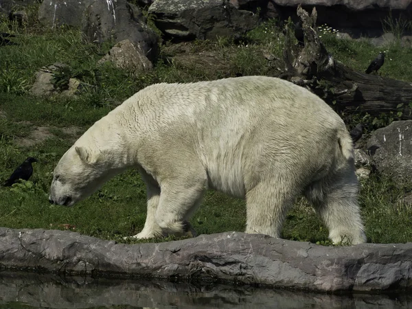 Oso polar blanco — Foto de Stock