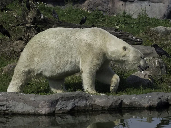 Beyaz kutup ayısı — Stok fotoğraf