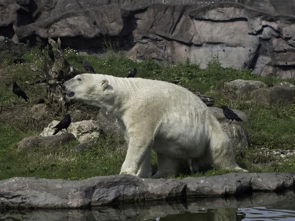 Белый белый медведь — стоковое фото