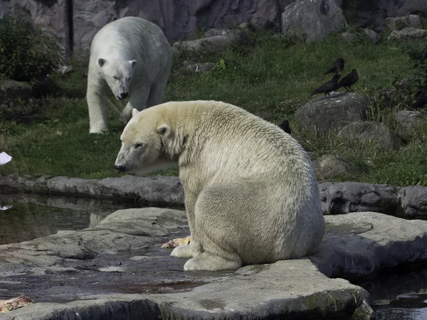 Biały niedźwiedź polarny — Zdjęcie stockowe