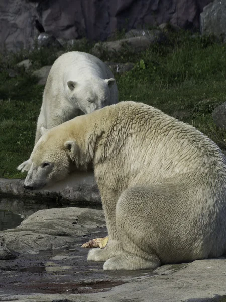 White polar bear — Stock Photo, Image