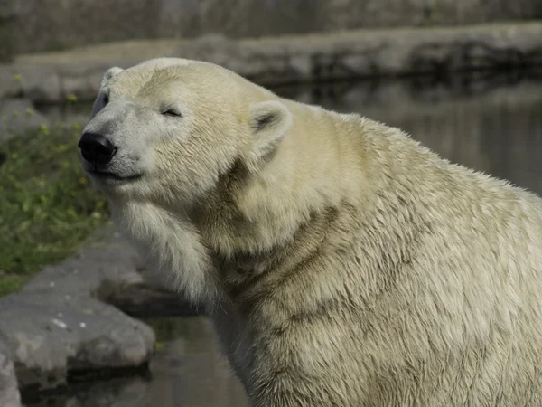 Beyaz kutup ayısı — Stok fotoğraf