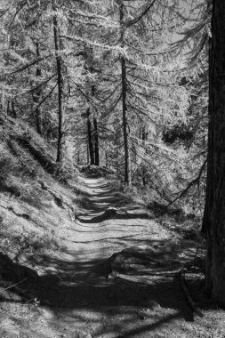 İsviçre Alplerinde sonbahar zamanı.