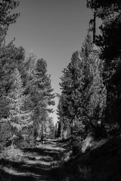 İsviçre Alplerinde hikimg