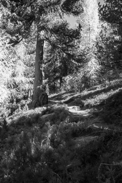 İsviçre Alplerinde hikimg