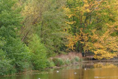 Almanya 'nın Wiesbaden şehrinde sonbahar mevsimi