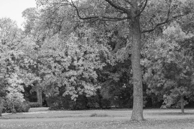 Almanya 'nın Wiesbaden şehrinde sonbahar mevsimi