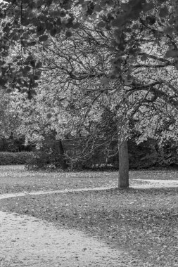 Almanya 'nın Wiesbaden şehrinde sonbahar mevsimi