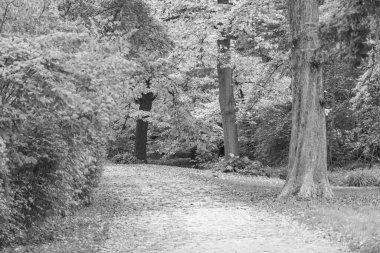 Almanya 'nın Wiesbaden şehrinde sonbahar mevsimi