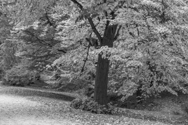 Almanya 'nın Wiesbaden şehrinde sonbahar mevsimi