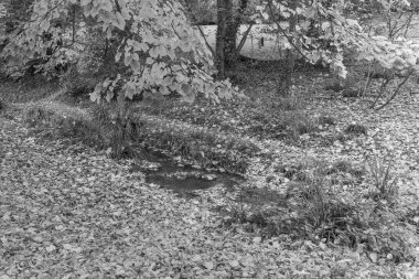 Almanya 'nın Wiesbaden şehrinde sonbahar mevsimi