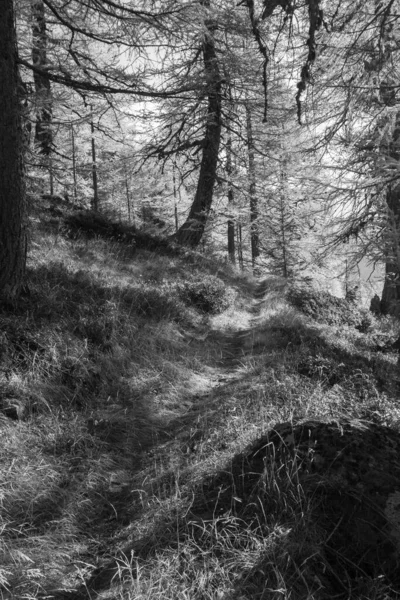 İsviçre Alplerinde sonbahar zamanı.