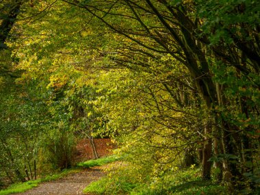 Alman Westphalia 'sında, Raesfeld' de sonbahar zamanı