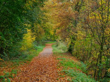 Alman Westphalia 'sında, Raesfeld' de sonbahar zamanı