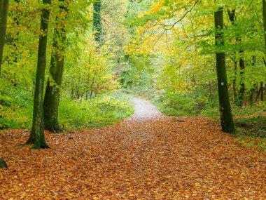 Alman Westphalia 'sında, Raesfeld' de sonbahar zamanı