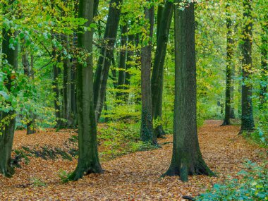 Alman Westphalia 'sında, Raesfeld' de sonbahar zamanı