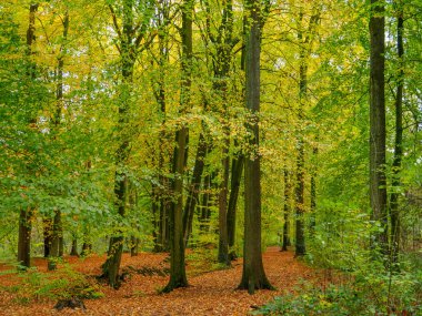 Alman Westphalia 'sında, Raesfeld' de sonbahar zamanı
