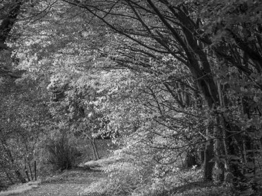 Alman Westphalia 'sında, Raesfeld' de sonbahar zamanı