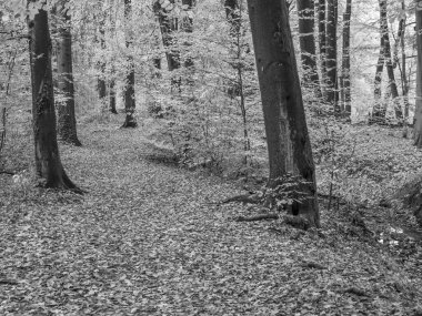 Alman Westphalia 'sında, Raesfeld' de sonbahar zamanı
