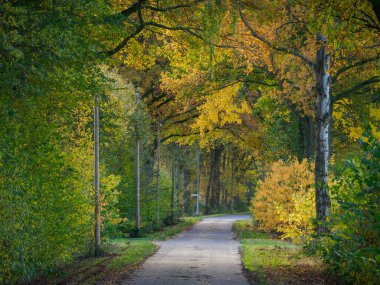 Alman Muensterland 'inde sonbahar zamanı