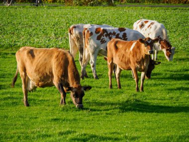 Alman Muensterland 'inde sonbahar zamanı