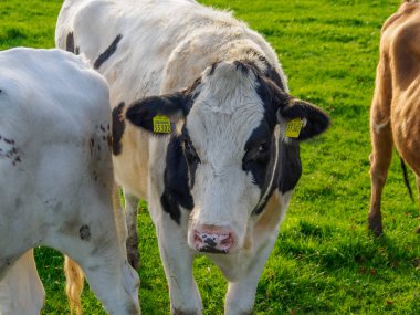 Alman Muensterland 'inde sonbahar zamanı