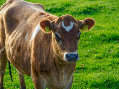 Alman Muensterland 'inde sonbahar zamanı