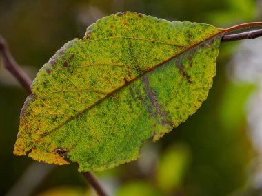 Westphalia Borken 'de sonbahar zamanı