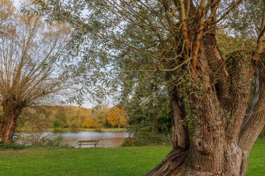 Westphalia 'da bir gölde sonbahar zamanı