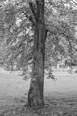 Westphalia 'da bir gölde sonbahar zamanı