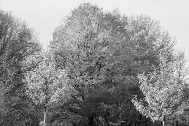 Westphalia 'da bir gölde sonbahar zamanı