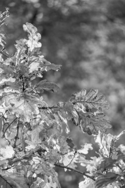 Westphalia 'da bir gölde sonbahar zamanı