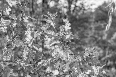 Westphalia 'da bir gölde sonbahar zamanı