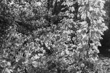 Westphalia 'da bir gölde sonbahar zamanı