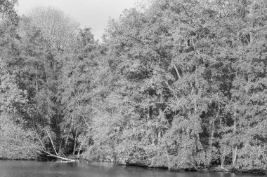 Westphalia 'da bir gölde sonbahar zamanı