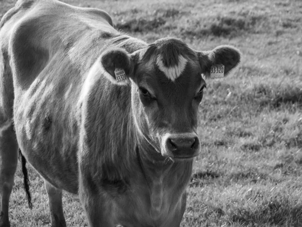 Westphalia Borken 'de sonbahar zamanı